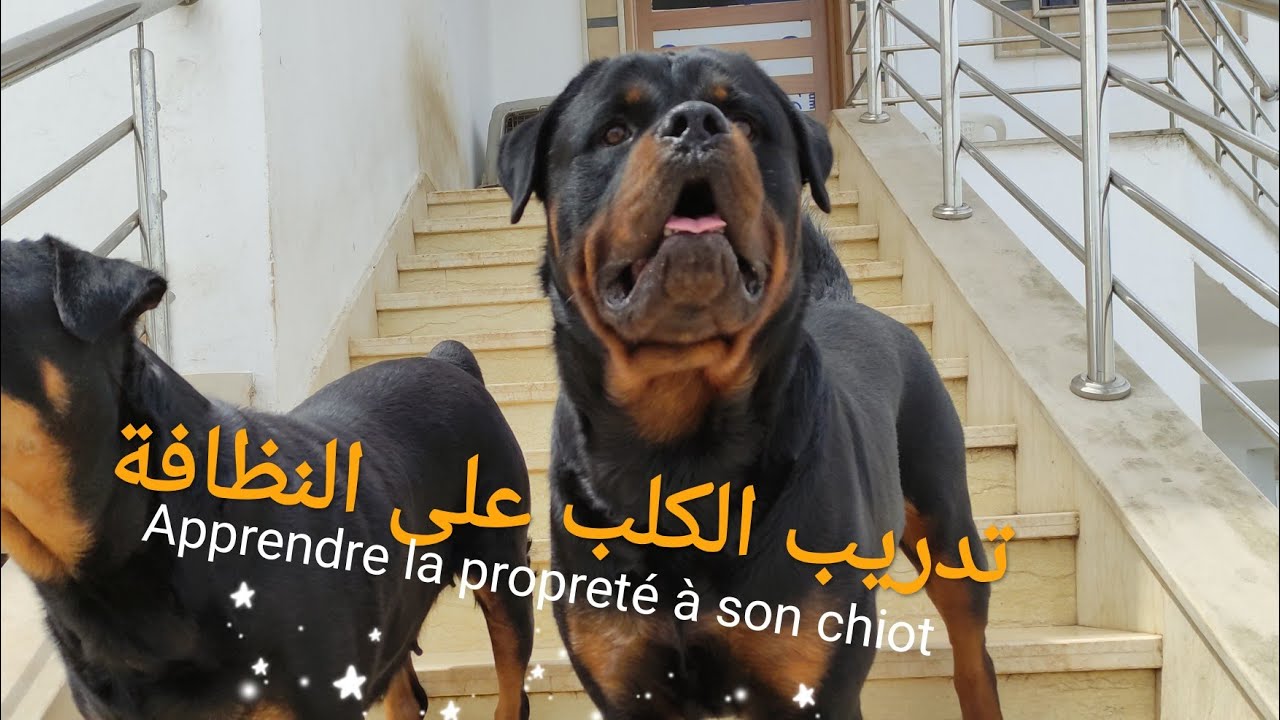 تدريب الكلب على النظافةRottweiler #Maroc#