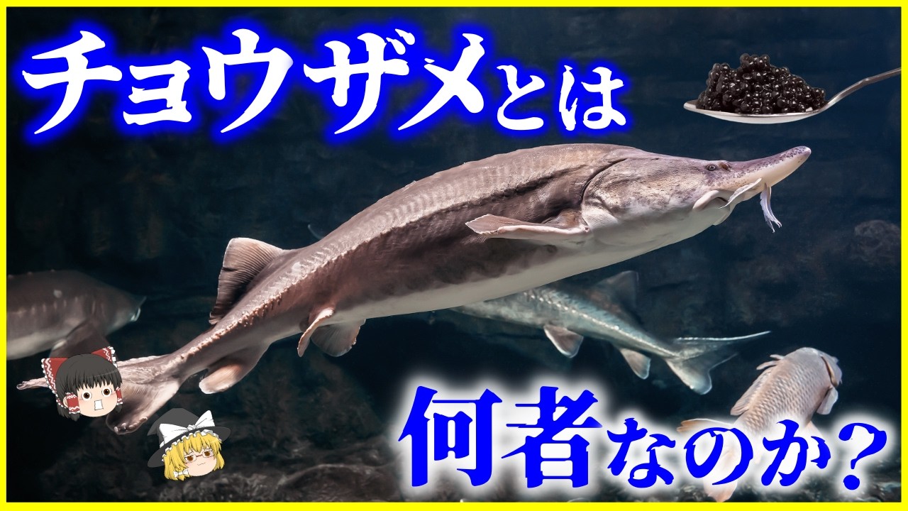 【ゆっくり解説】サメじゃないのに”サメ”？「チョウザメ」とは何者なのか？を解説/キャビアはなぜ高い？2億年生きた魚の正体
