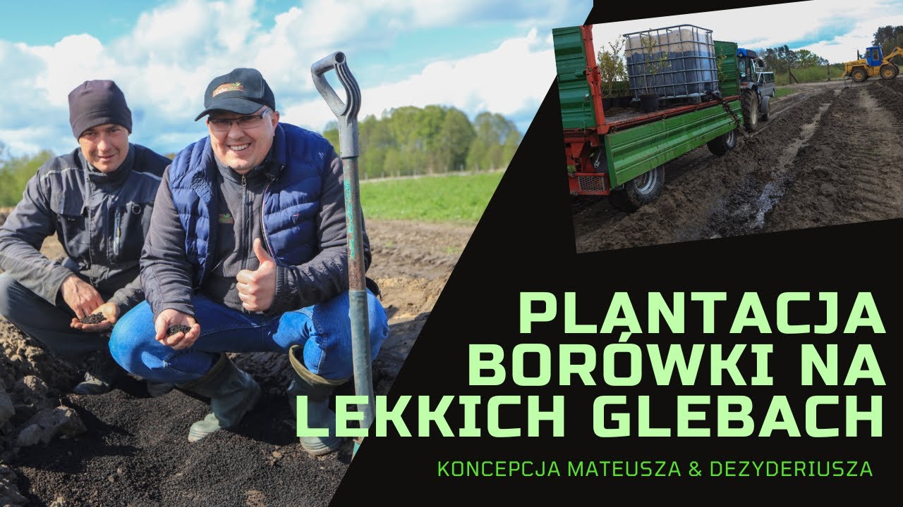 Plantacja borówki na bardzo lekkich glebach. Koncepcja Mateusza & Dezyderiusza