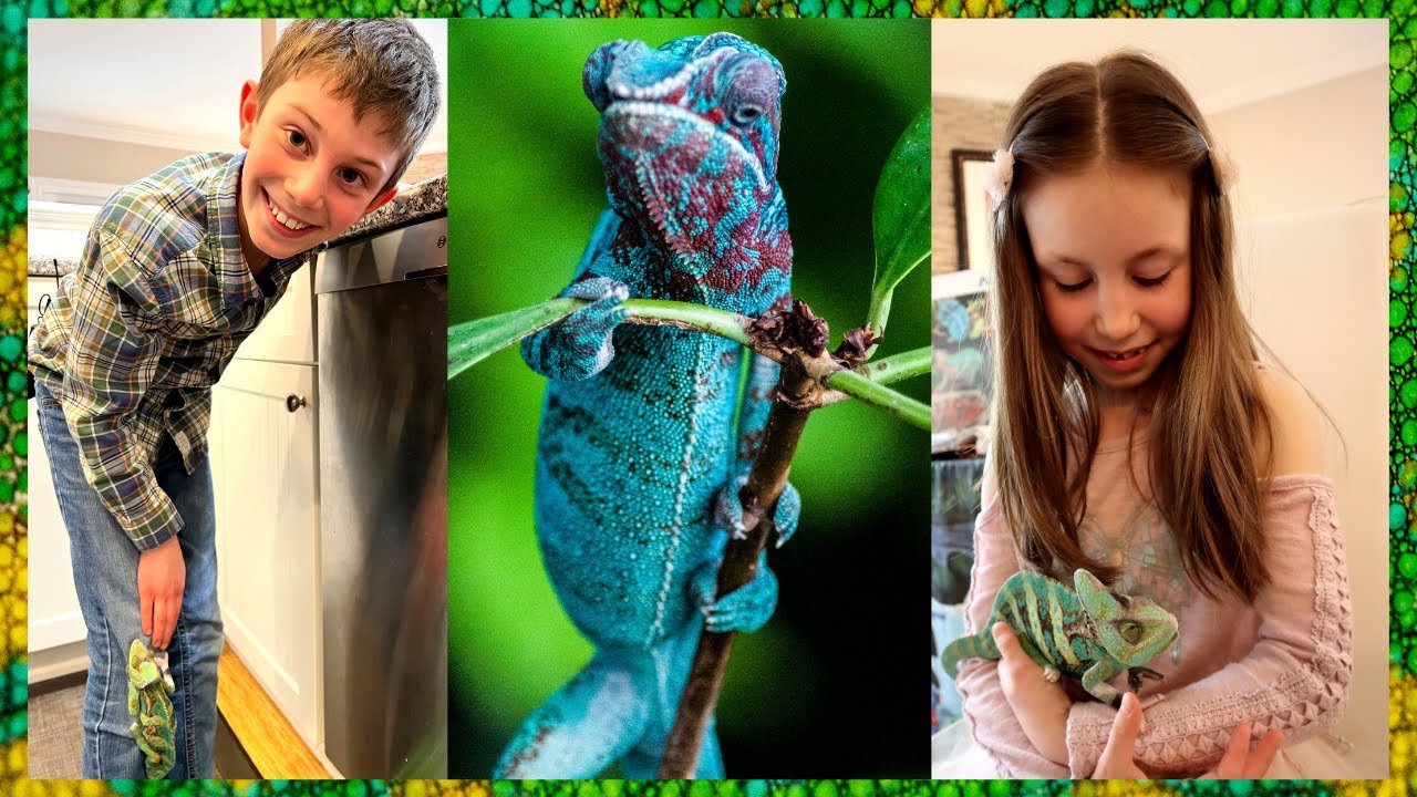 Amazing Chameleons | Chameleons Galore | Chameleon Facts for Kids