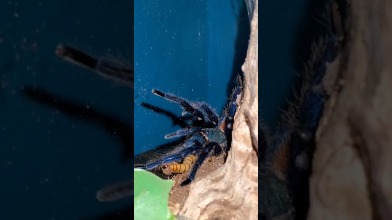 Stunning Green Bottle Blue Tarantula BRUTALIZES Superworm! 