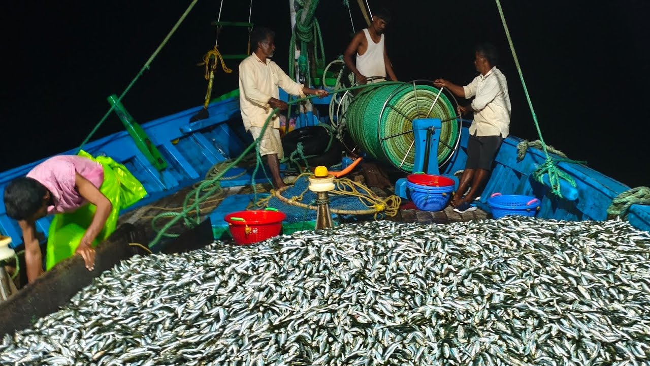 Fishing in the Arabian sea. #catching too many fish [SJV BOAT belambar Ankola] #fishing #fishboat 