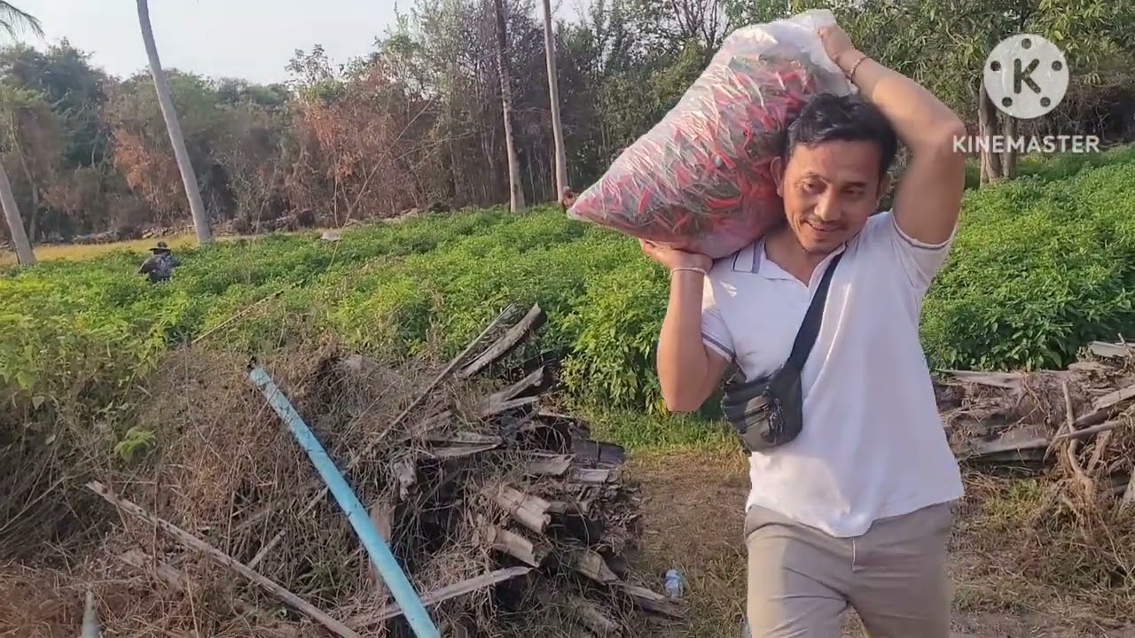 เก็บพริก​แดดร้อนๆก็ต้องทนวิถีชาวเกษตรกร​