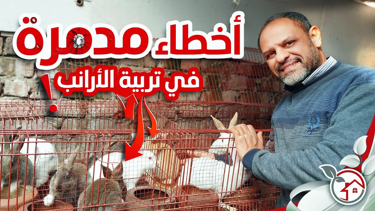 أخطاء مدمرة في تربية الأرانب