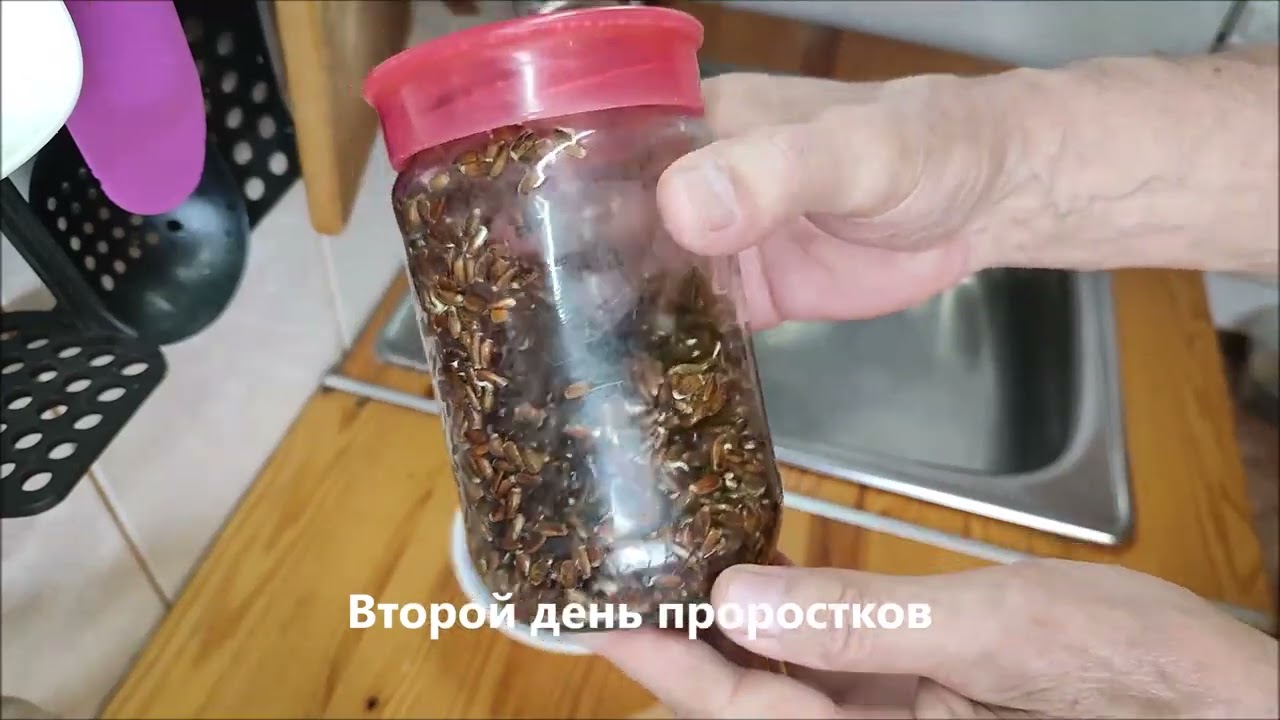 Ростки расторопши – защита печени и сосудов.