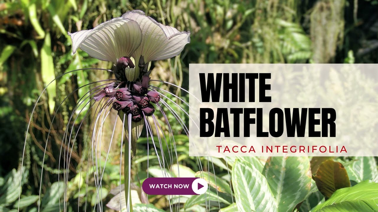 White Batflower | Tacca Integrifolia Plant | TinyLeaf