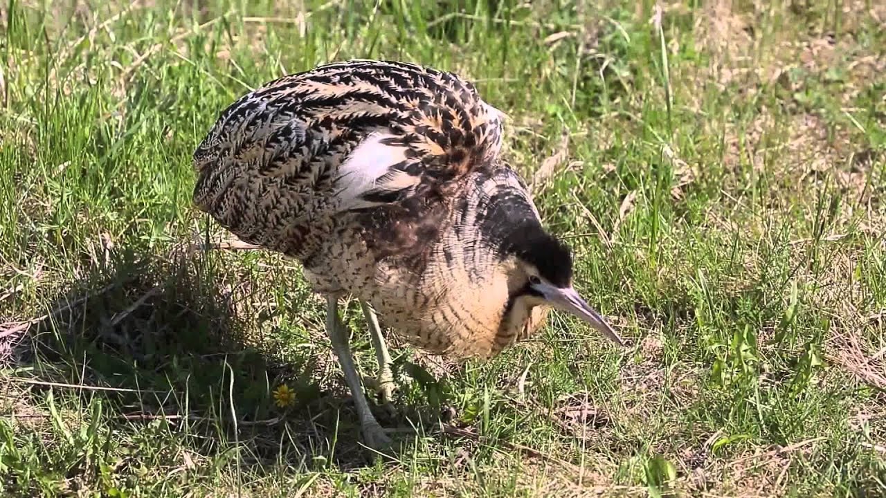 Great Bittern male song