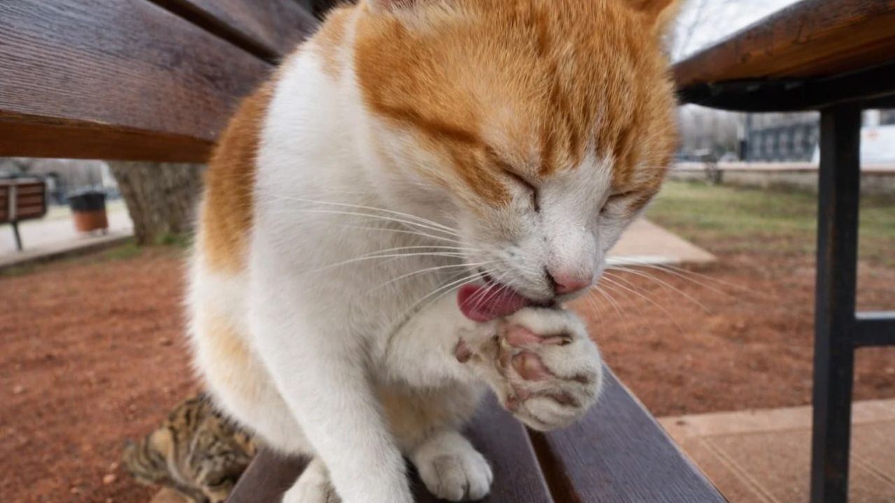 This Stray Cat Looked at Me Like She Knew Me