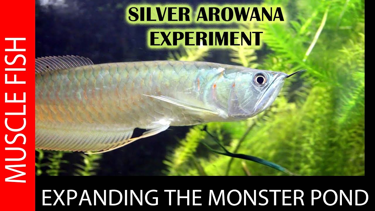 AROWANAS INTO THE MONSTER POND!