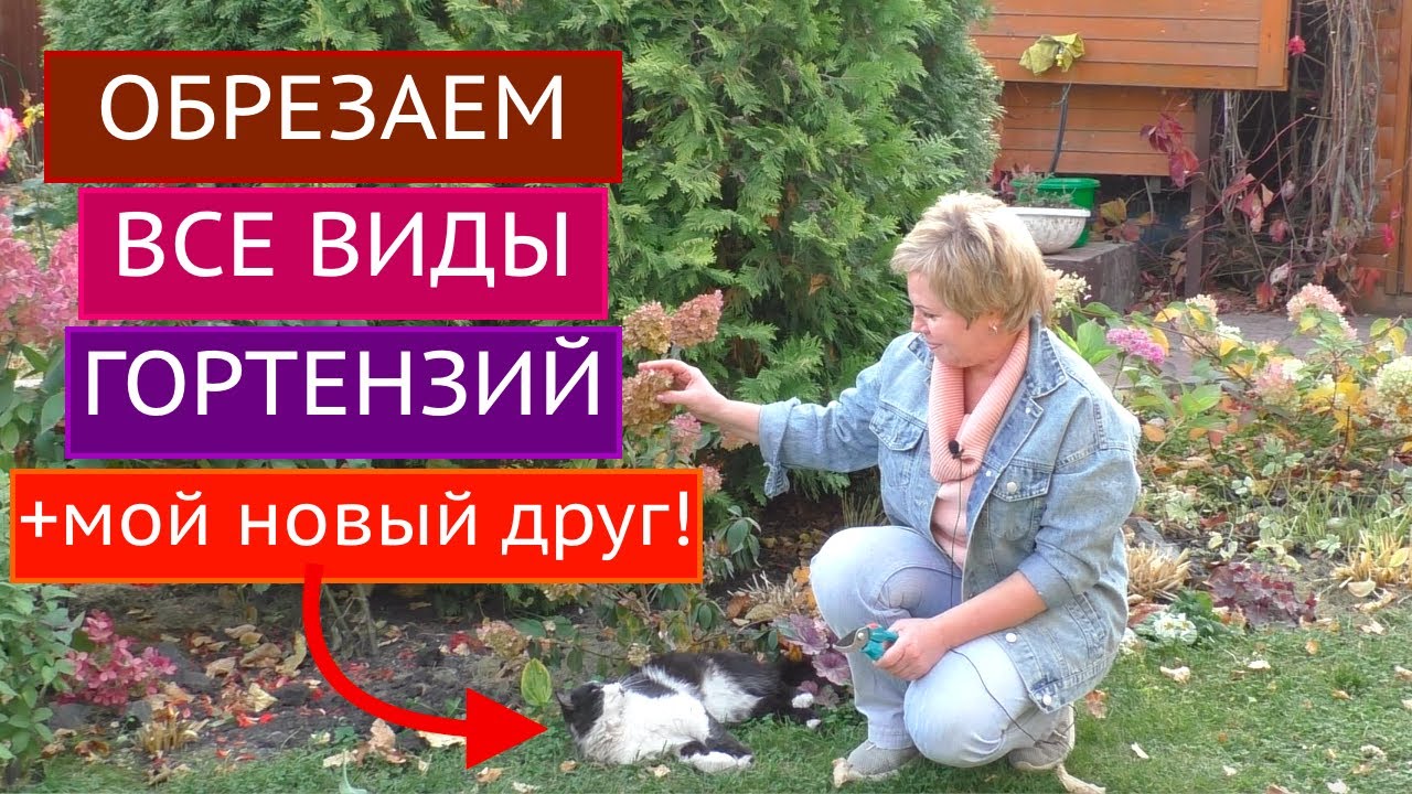 КАК ОБРЕЗАТЬ ВСЕ ВИДЫ ГОРТЕНЗИЙ БЕЗ ОШИБОК! ПОЗНАКОМЬТЕСЬ С МОИМ НОВЫМ ДРУГОМ!