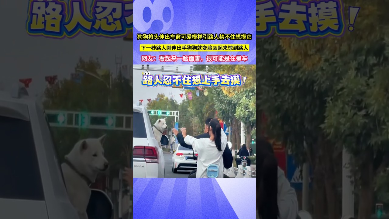 狗狗將頭伸出車窗可愛模樣引路人禁不住想摸它，下一秒路人剛伸出手，狗狗就變臉兇起來驚到路人，網友：看起來一臉面善，很可能是在暈車！#shorts