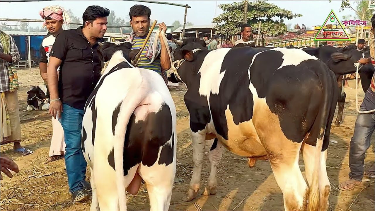 সিরাজগঞ্জের সবচেয়ে বড় গরুর হাট থেকে খামার উপযোগী ফ্রিজিয়ান জাতের ষাঁড় গরুর দাম জানুন।