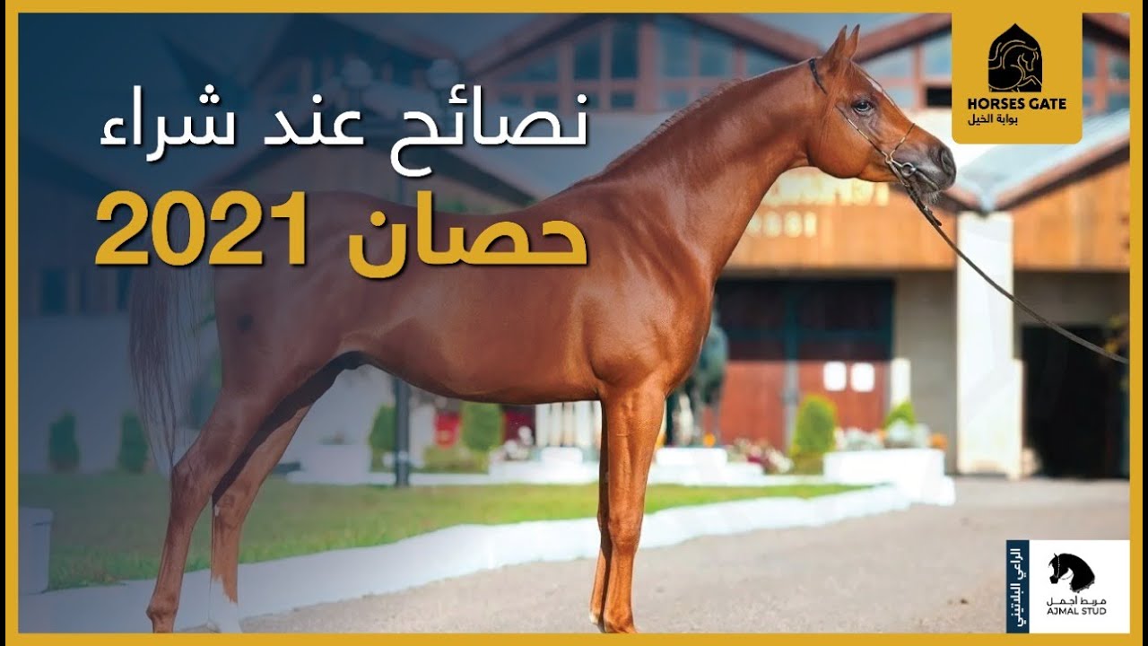 نصائح عند شراء  حصان 2021