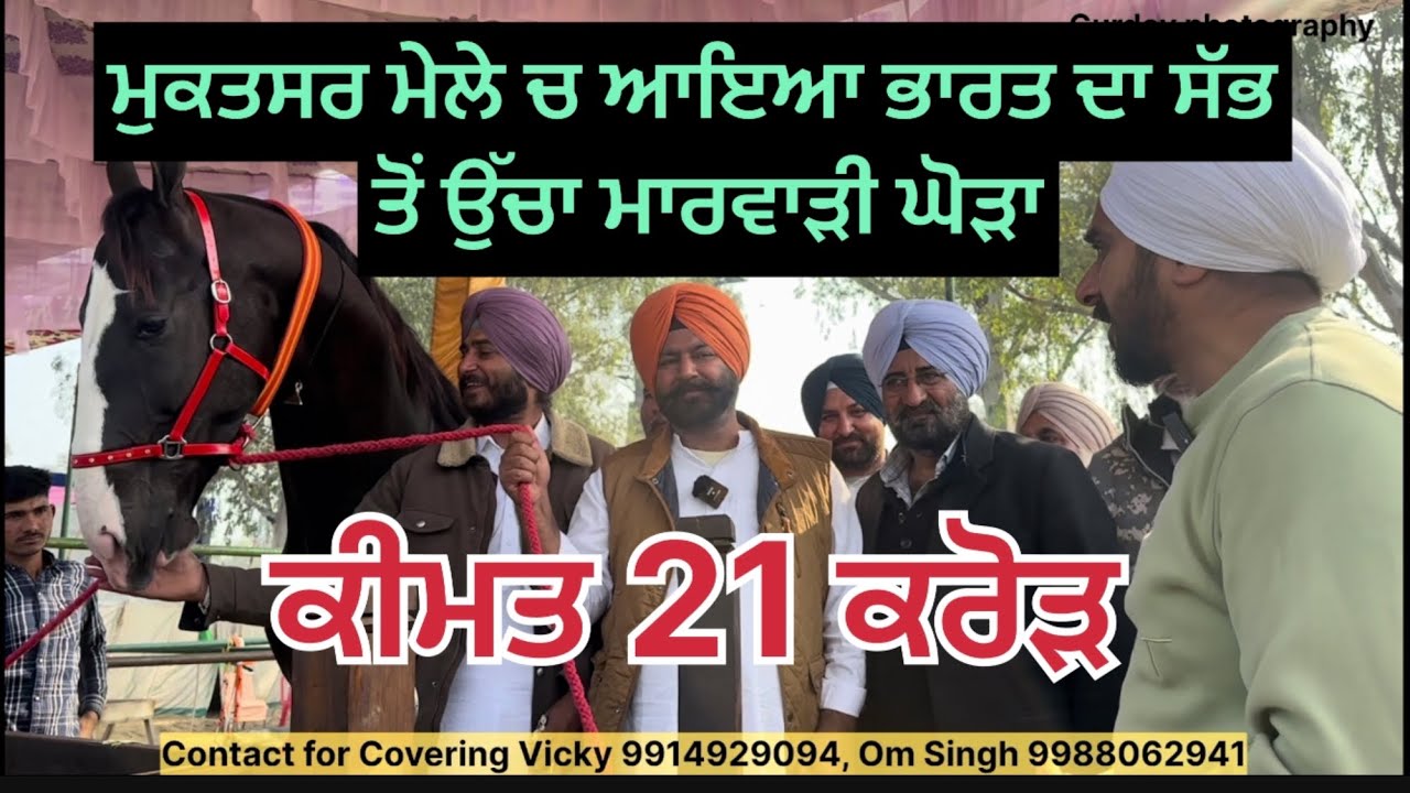 21 ਕਰੋੜ ਦਾ ਘੋੜਾ ਡੇਵਿਡ India’s Tallest Marwari Horse Devid 72 inch Badal Stud Farm