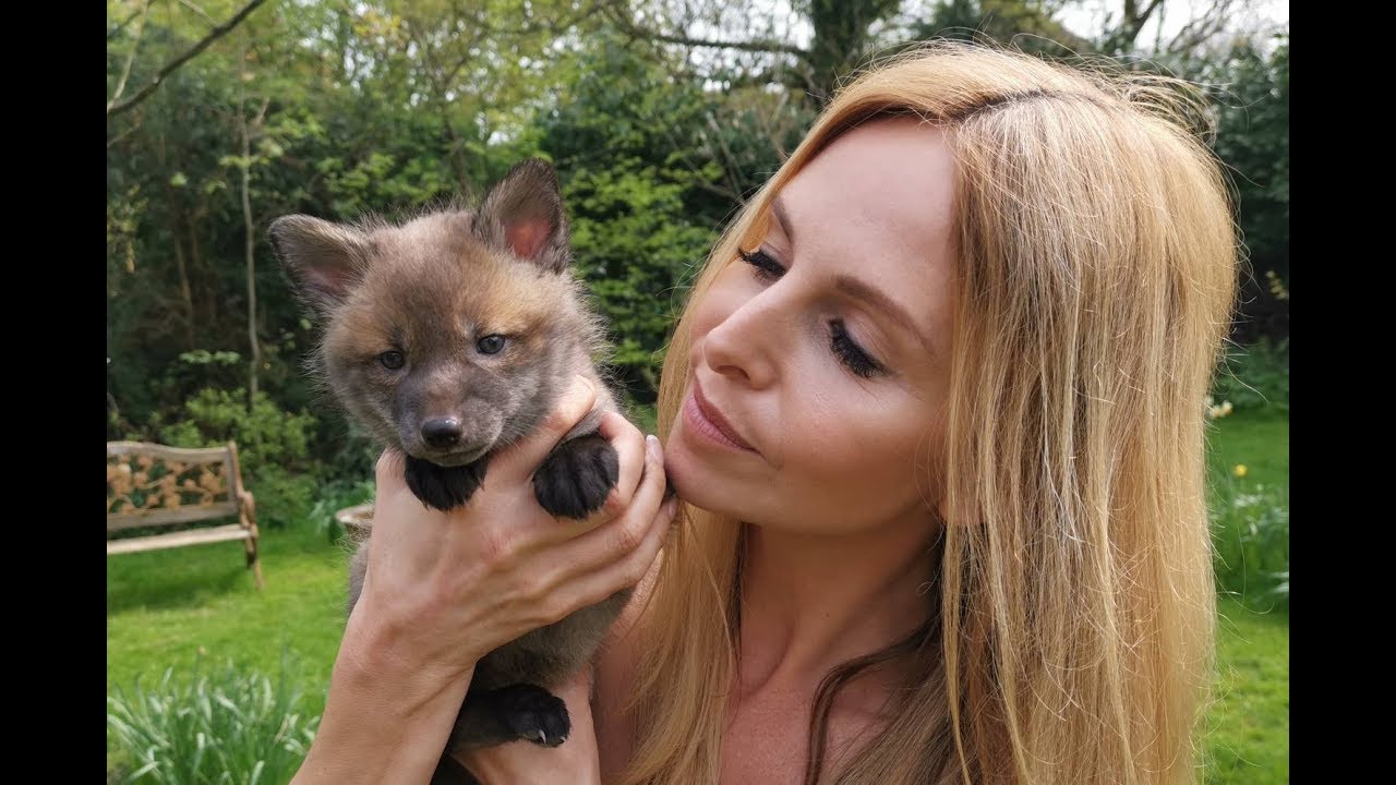 BABY FOXES  - HOW TO RESCUE THEM