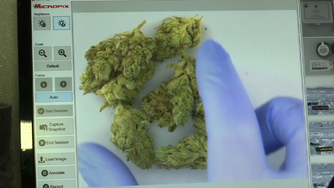 Testing Labs Brace for New Calif. Cannabis Rules