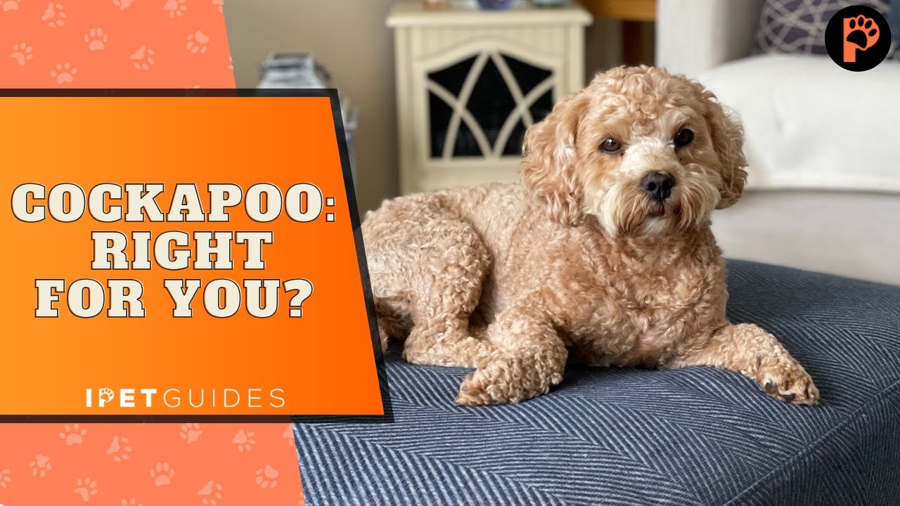 Is getting a cockapoo right for you?