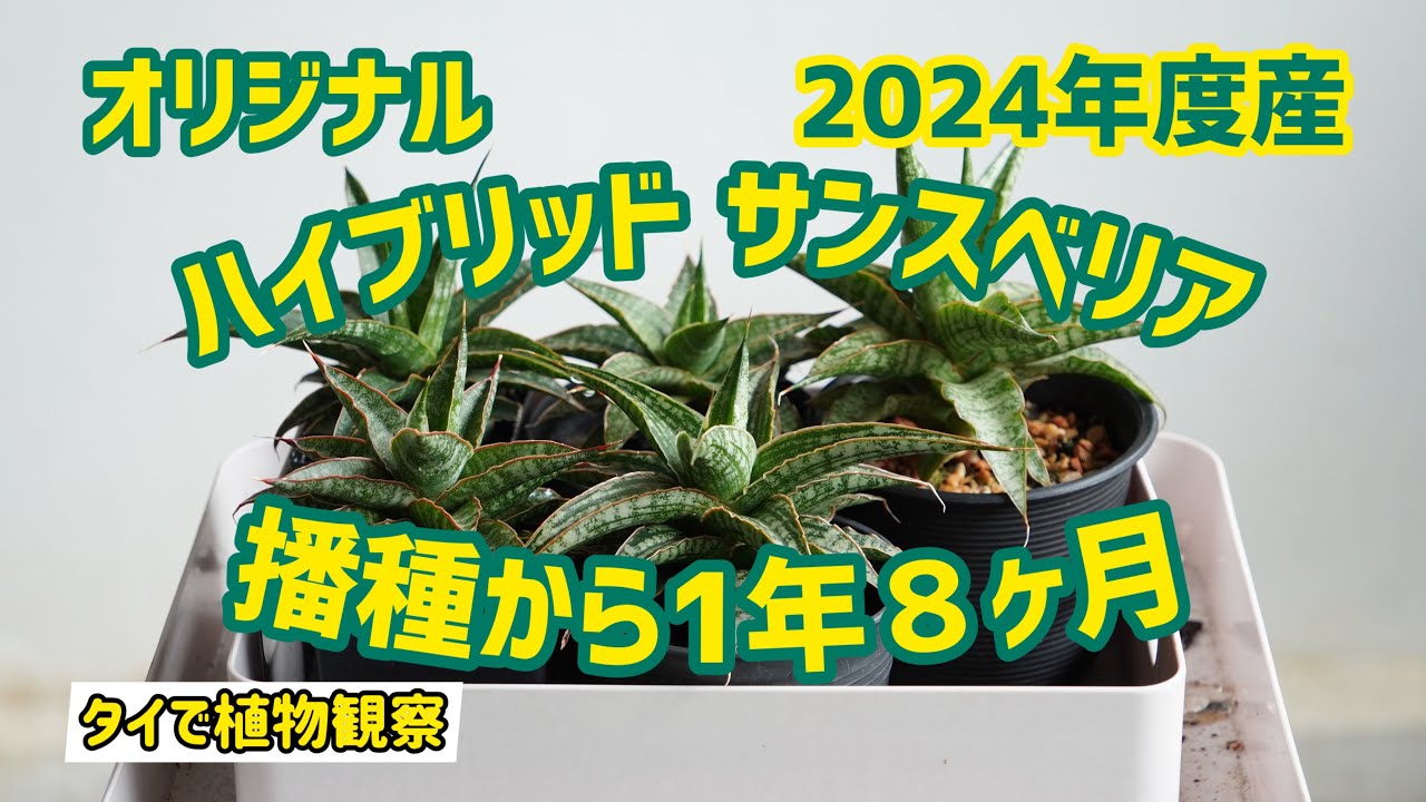 【タイでサンスベリア栽培】うちの軒先ハイブリッドサンスベリア 2024！！播種から1年8ヶ月が経過！！！