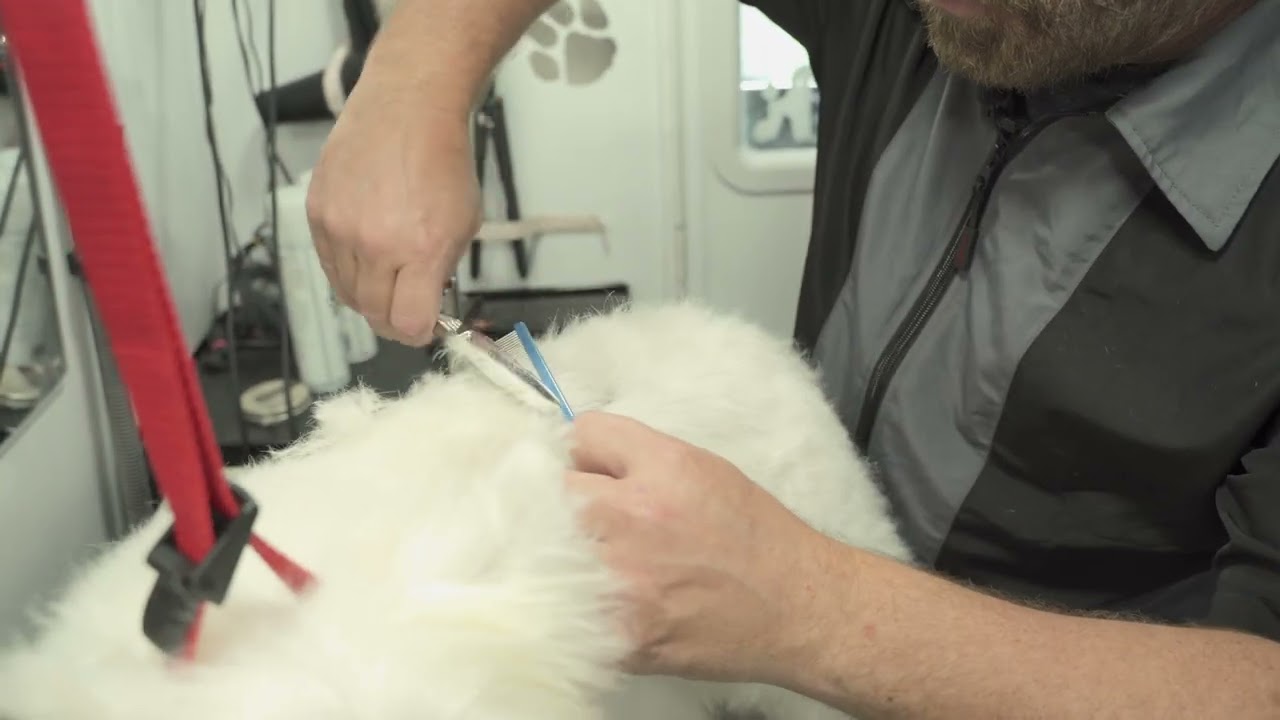 How to do Scissor Over Comb - Dog Grooming Tip w/ Jonathan David