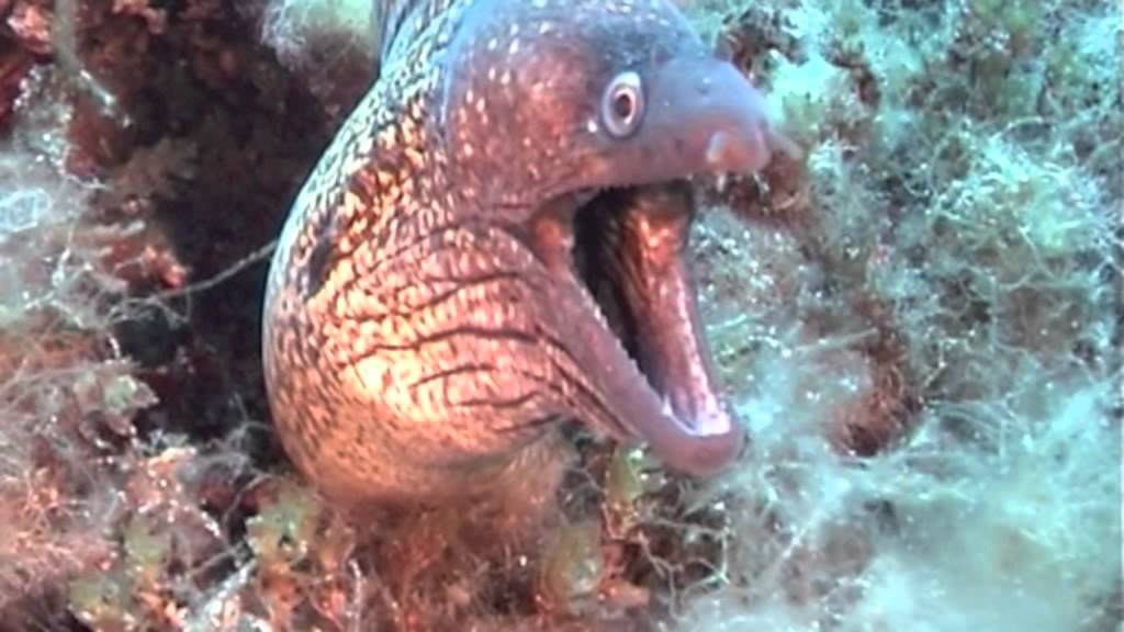 Areamare Cannigione - Immersioni Sardegna - Diving Sardinia