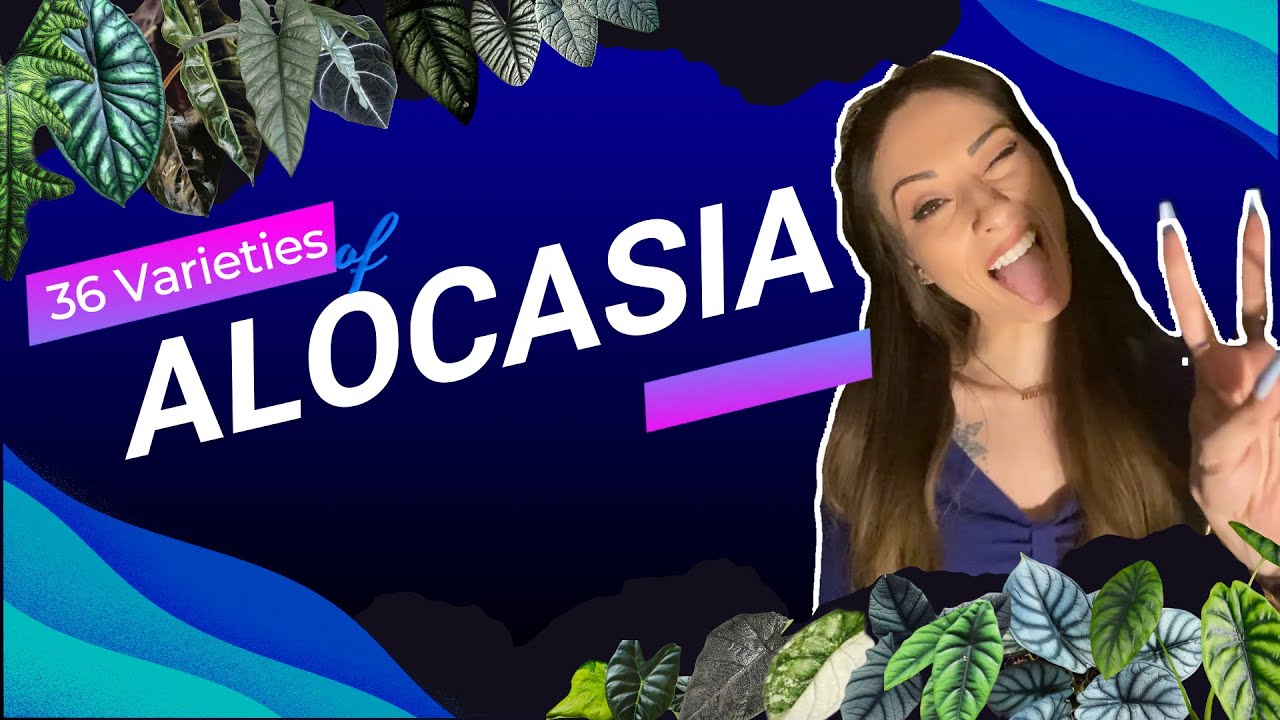 Top 36 ESPÈCES D'ALOCASIA 🌿 RARES ET COMMUNES, FEUILLES GRAPHIQUES OU DROLE ⚡️ JE VOUS DIS TOUT 🌿