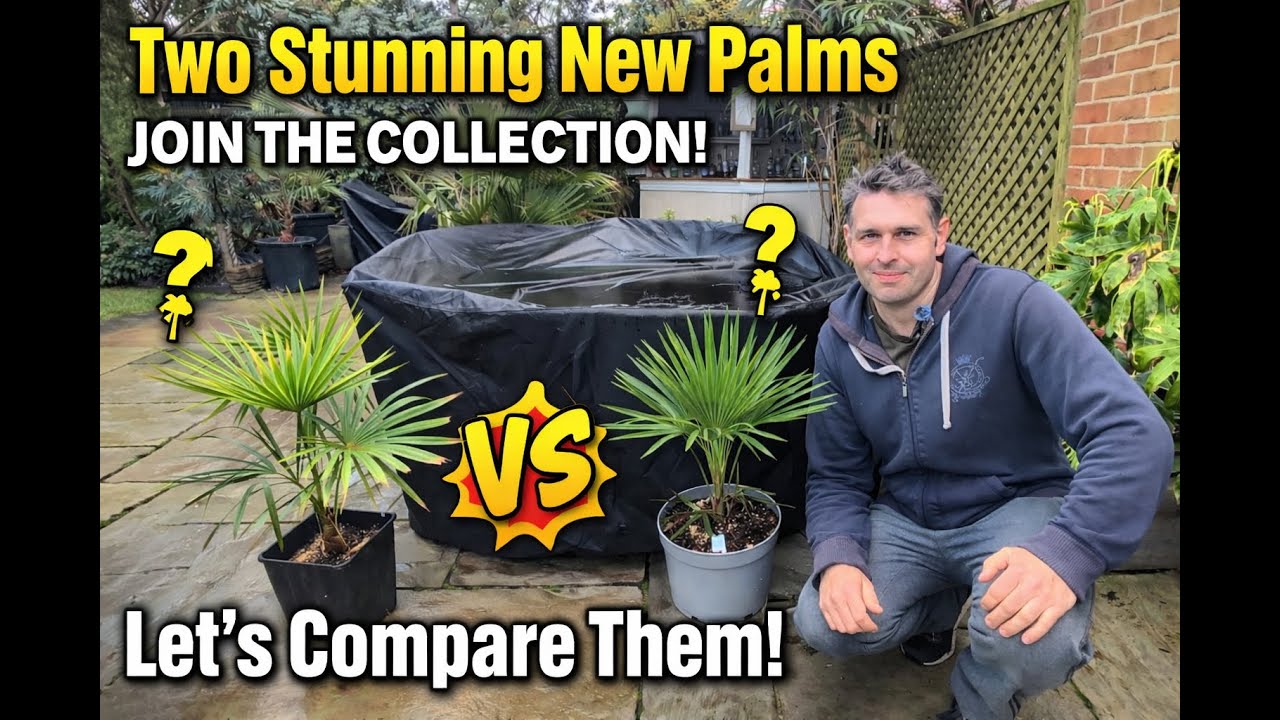 Two Stunning New Palms Join the Collection! Lets compare them.
