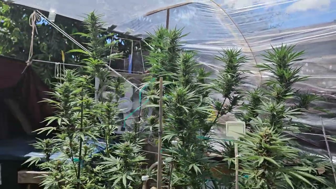 A bunch of @Humboldt genetics and @oggangahfarmah