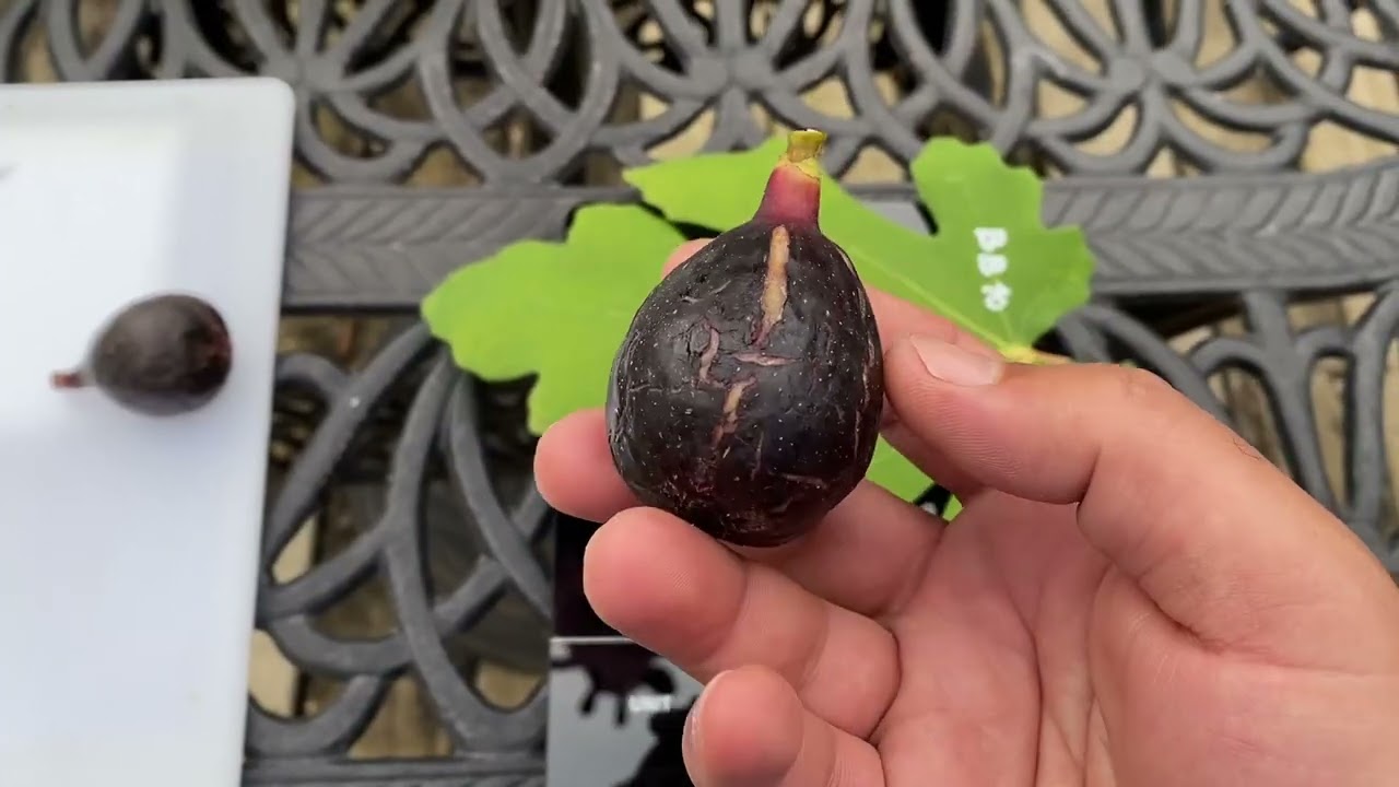 [تين أمريكي الجمال الاسود 10]  Black Beauty10 Fig 07-21-2023