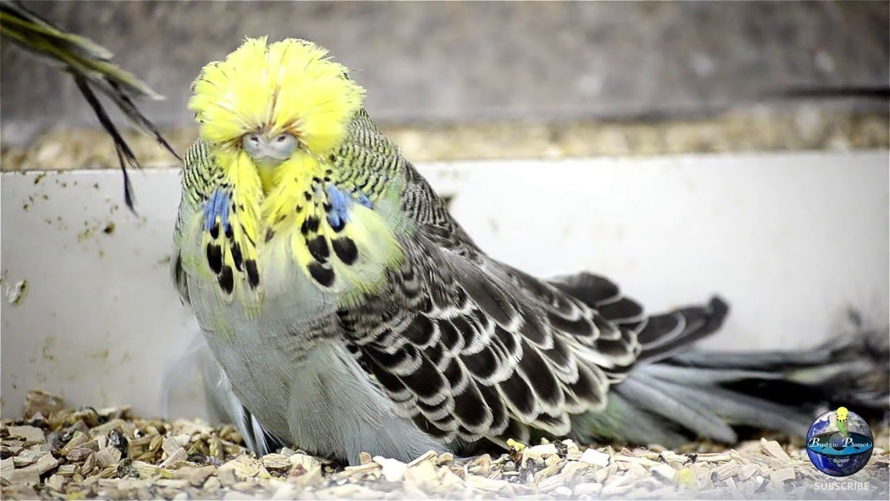 tyepes of exhibition parrot