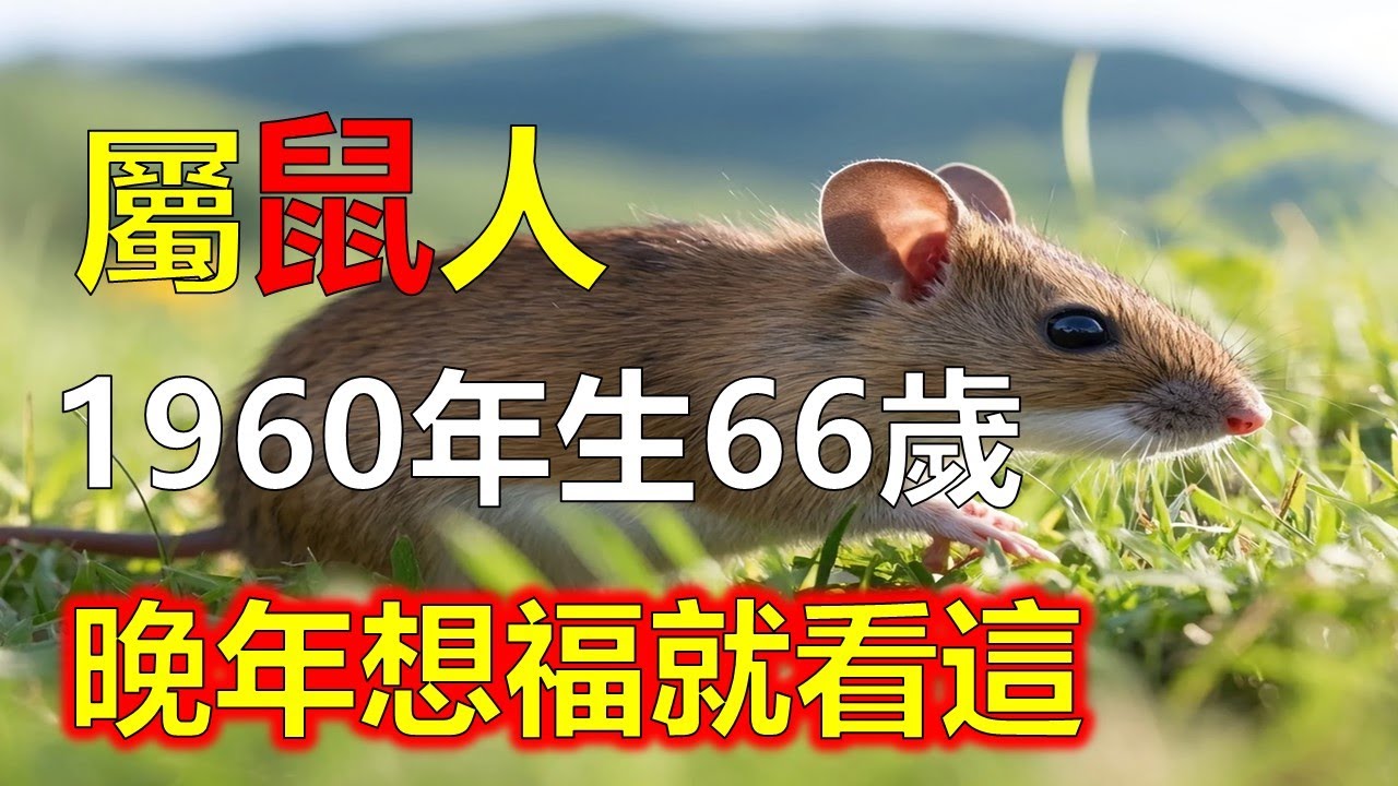 1960年屬鼠人最怕的一句話：「我不行了」庚子鼠命格堅毅，越悲觀越折運。命理「金生水，忌斷氣」。一句放棄話，就會損福氣。66歲後要守信念#屬鼠#生肖鼠 #1960 鼠