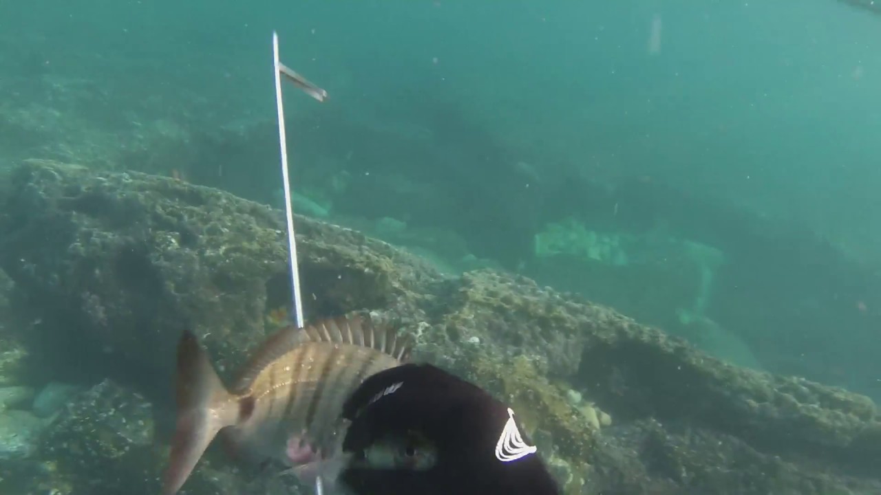 pesca submarina algarve