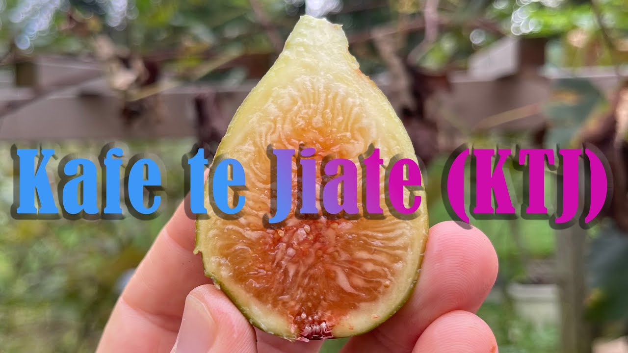 Fig Variety Review: Kafe te Jiate (KTJ)