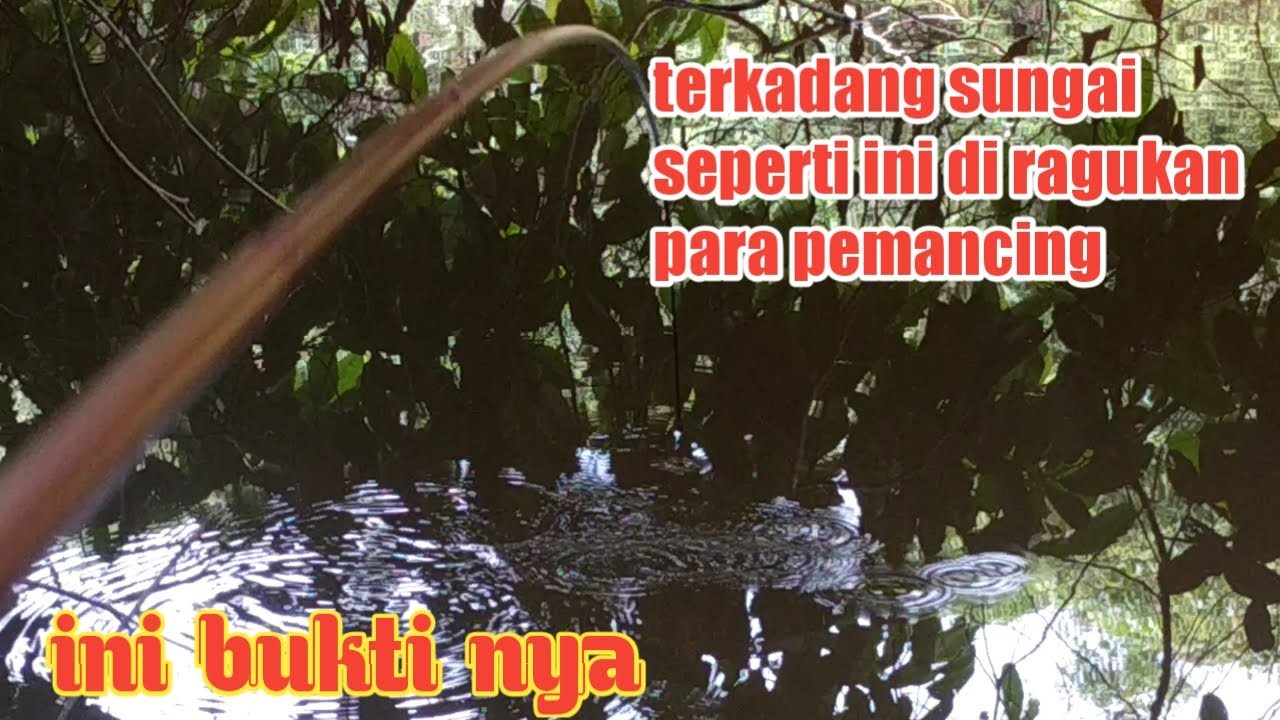 sungguh di luar dugaan tempat tidak menjanjikan ternyata isinya kihung #DB-233