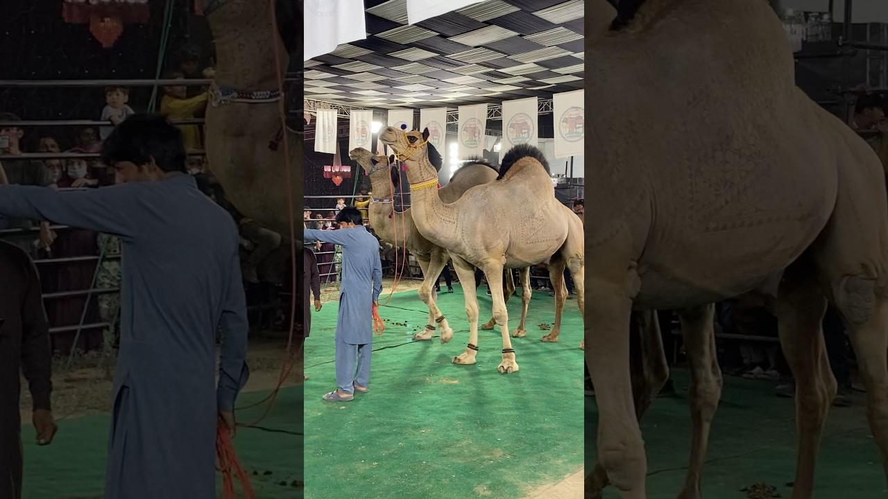 MashAllah Heavy Weight Big Size Camel || BakraEid 2025 | Jungle Joy | Camel Farming || Camel Qurbani