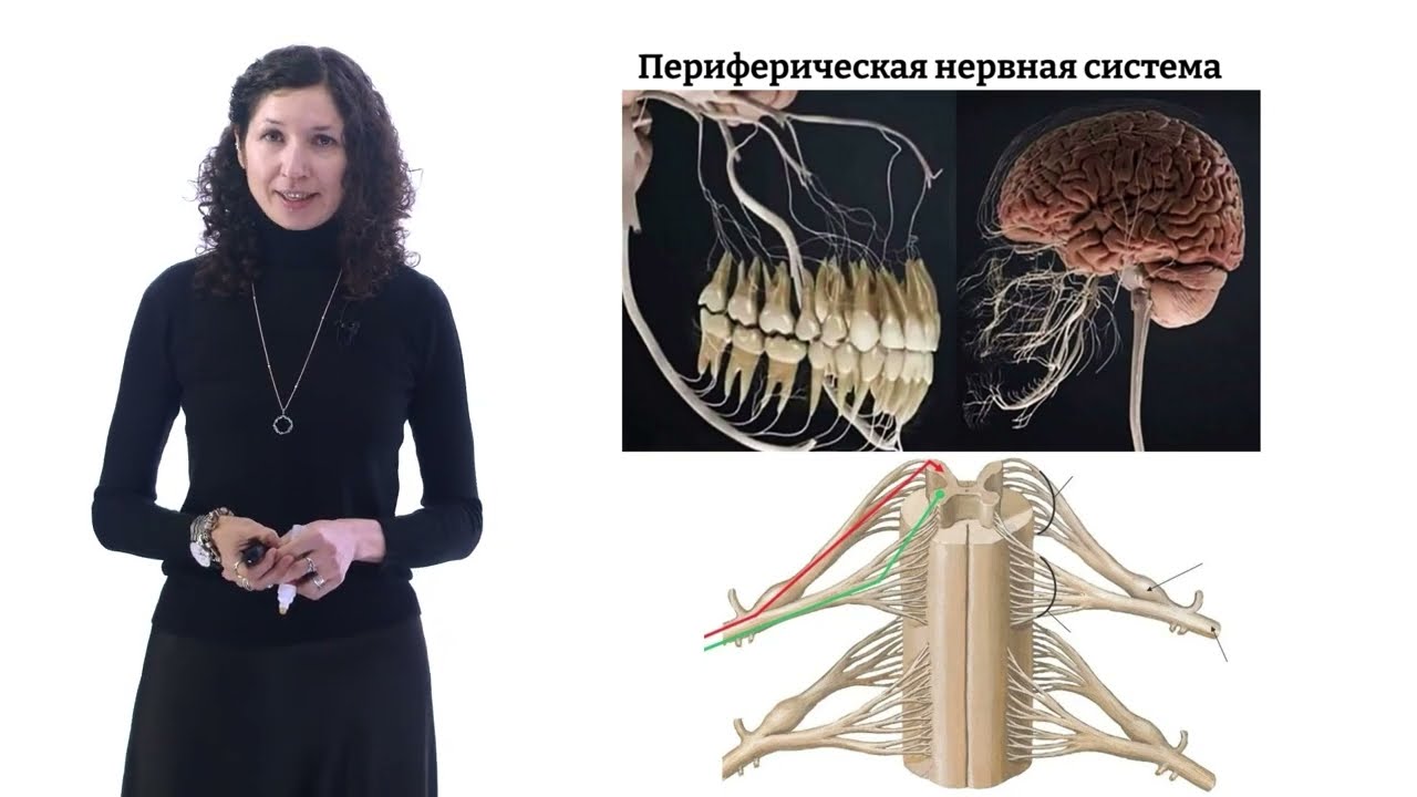 Периферическая нервная система