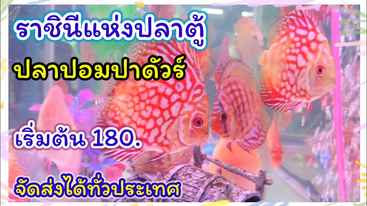 อัปเดตราคาปลาปอมปาดัวร์ เกรดA ตัวอ้วน เริ่มต้น180. ส่งได้ทุกจังหวัด ร้านบ้านปลาปอม จตุจักร มีนบุรี