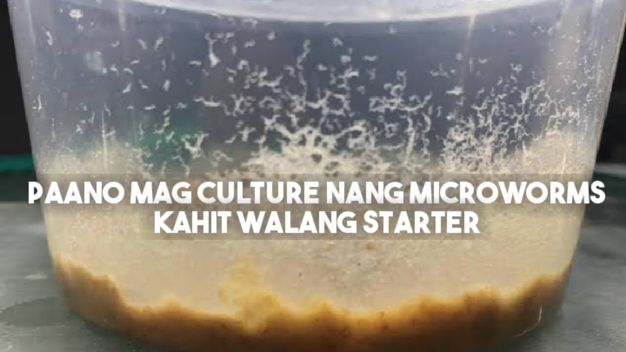 How To Culture Microworms Without Starter (Paano Mag Culture Nang Microworms Na Walang Starter)
