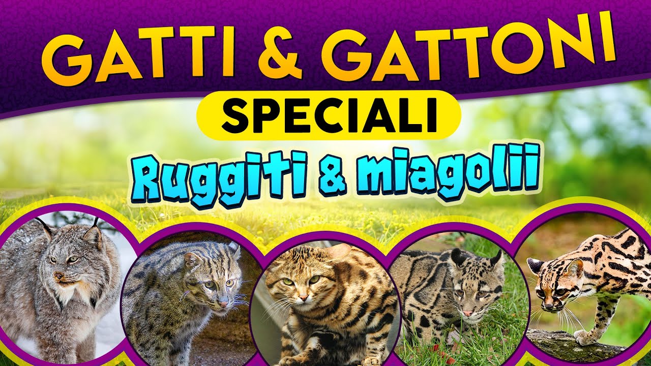 Gatti e Gattoni: ruggiti e miagolii ► Puntata 200