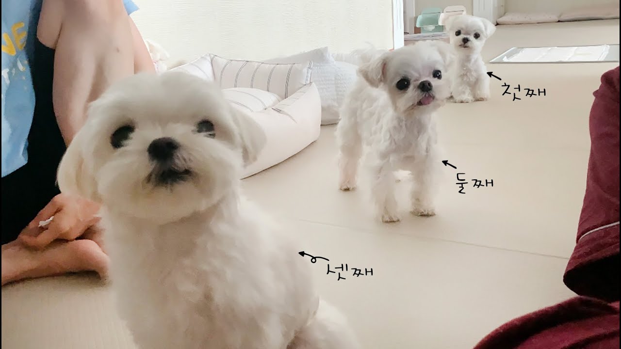 결국 셋째가 와버렸다.