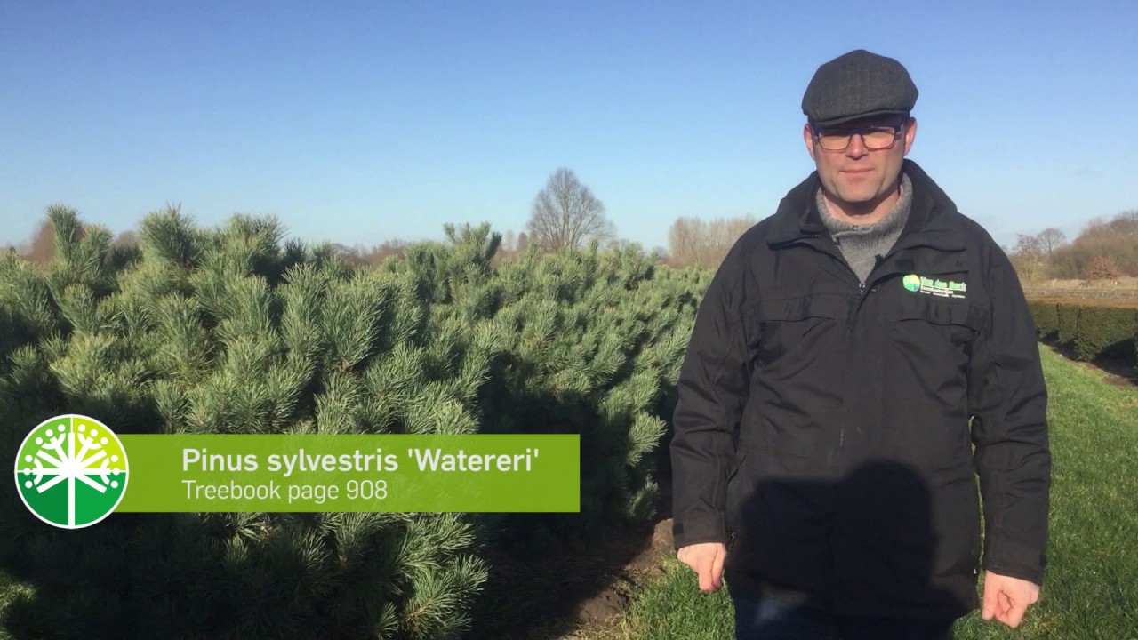 Pinus, a versatile tree | Tree vlog #2