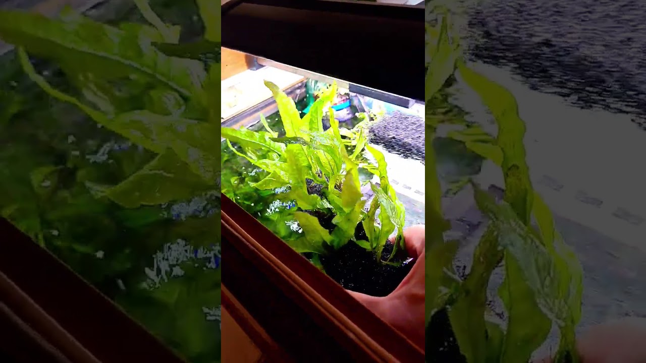 MAKING a JAVA FERN AQUARIUM Farm #underwateraquarium #aquarium #javafern #aquariafarm #fishtank