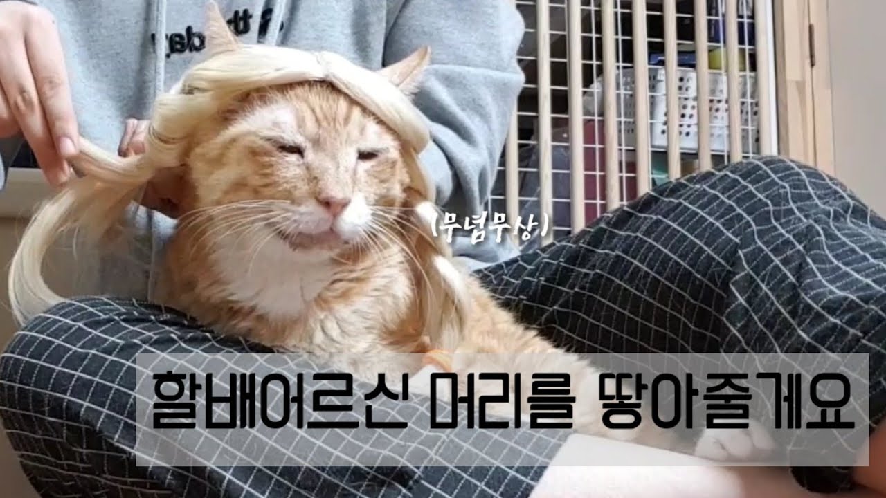 할배어르신 머리를 예쁘게 땋아줄게요👀❤