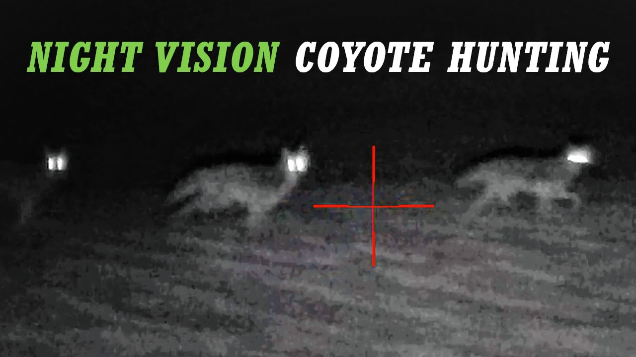 NIGHT VISION Predator Hunting | (INSANE Coyote Scope Footage)