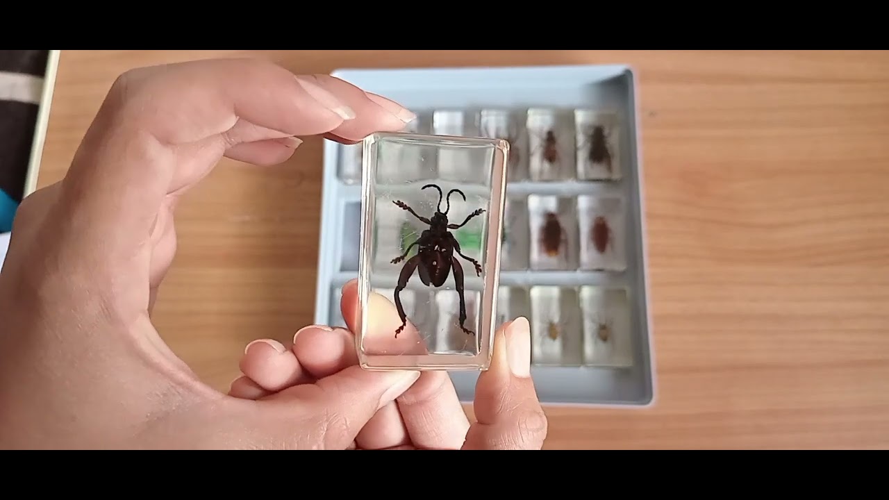 ¡Mostrando mi colección de bichos reales! 😱