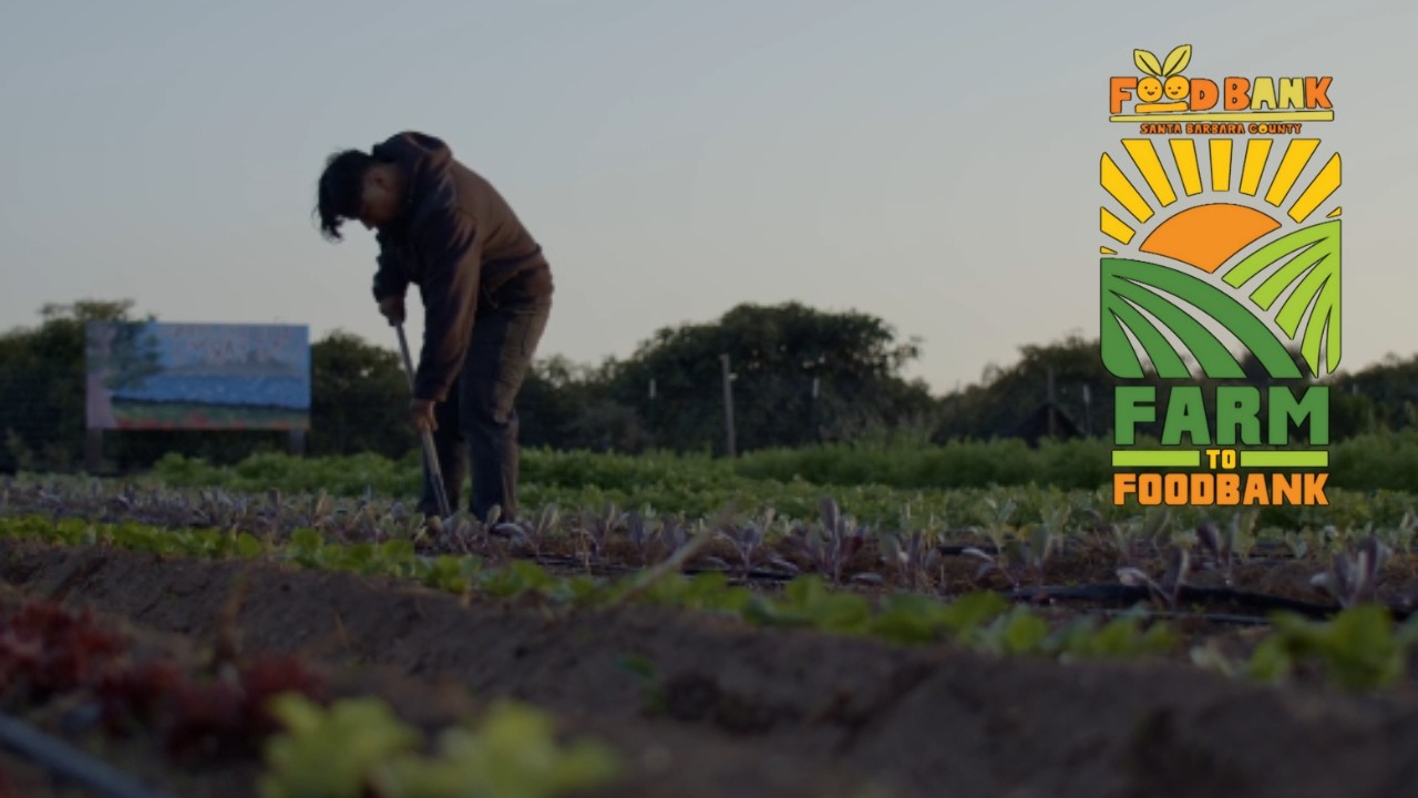 Farm to Foodbank