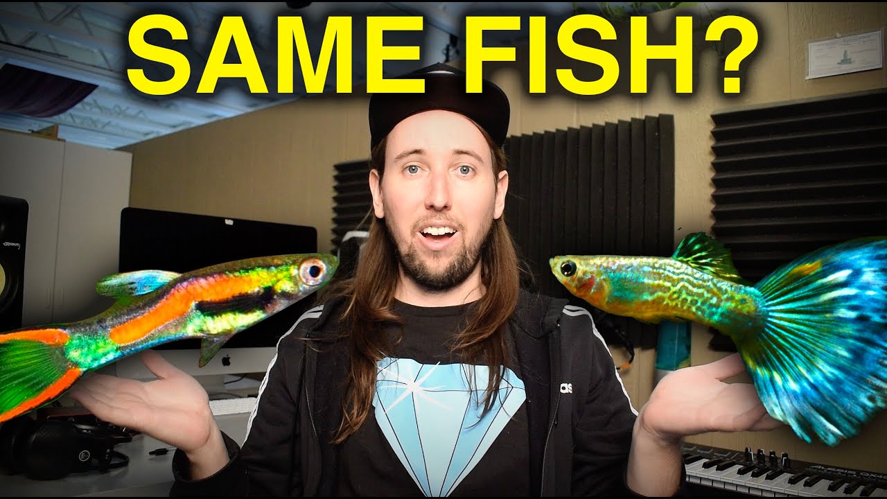 Endler Guppy vs Fancy Guppy