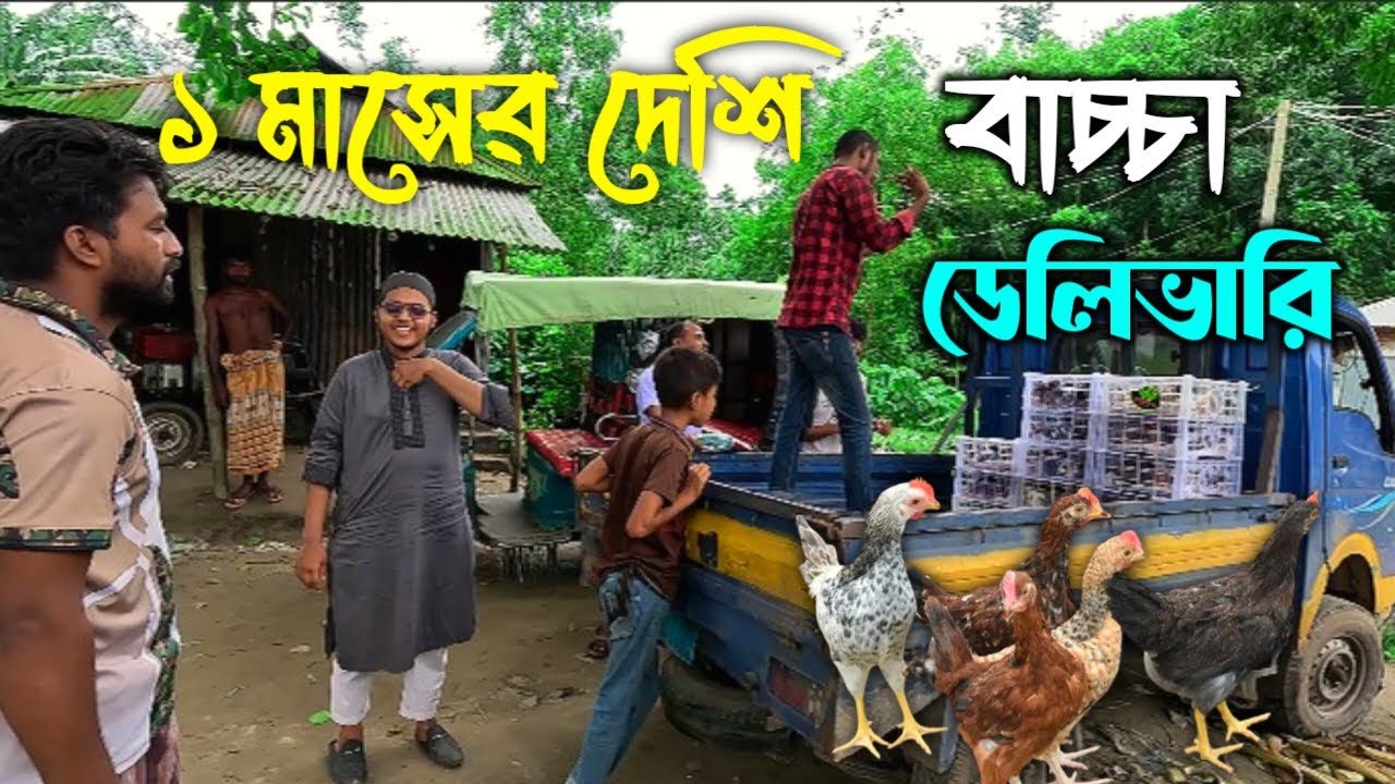 ১ মাস বয়সি ২০০ পিস দেশি মুরগির বাচ্চা ডেলিভারি | খামার থেকে সরাসরি হোম ডেলিভারি ২০২৫