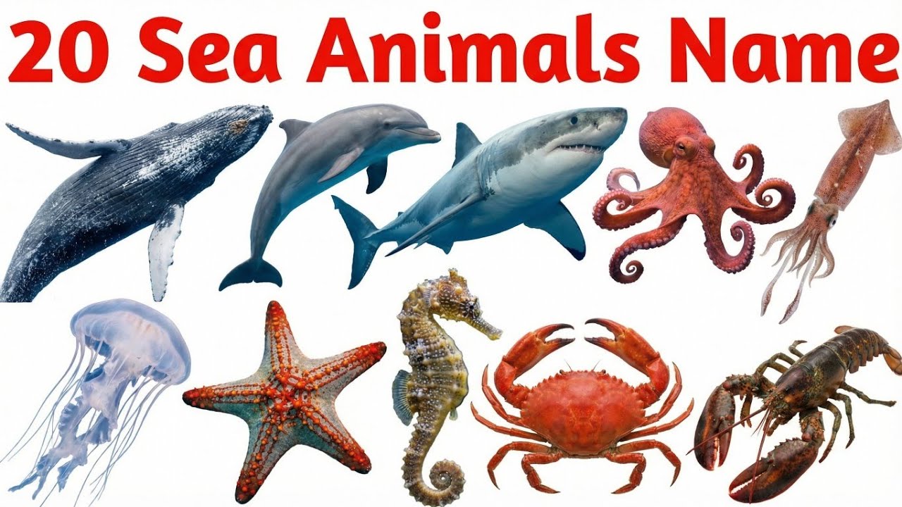 Sea Animals Names in English for Kids | Learn Ocean Animals Vocabulary |