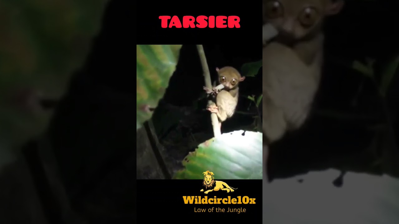 tarsier#animals #short #youtubeshorts #tarsier #wildcircle10x