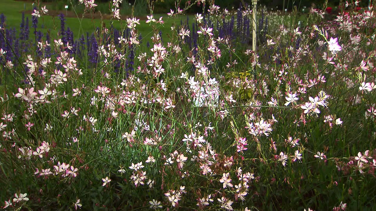 Gaura adds elegant movement to landscape